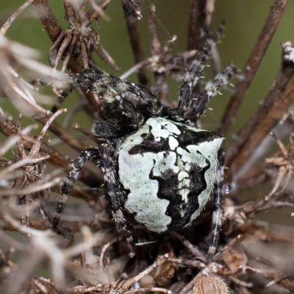 Araneus angulatus