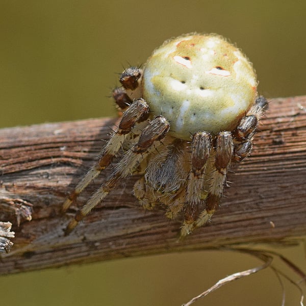 Araneus quadratus