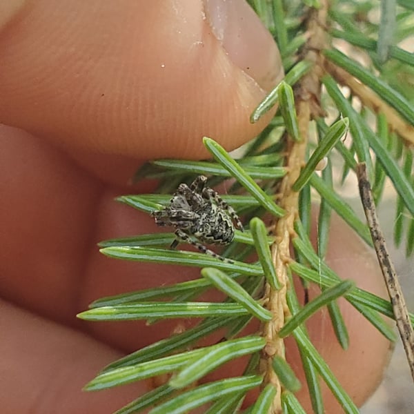 Araneus nordmanni
