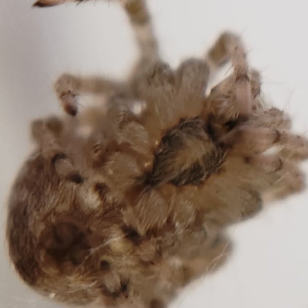 Araneus gemmoides