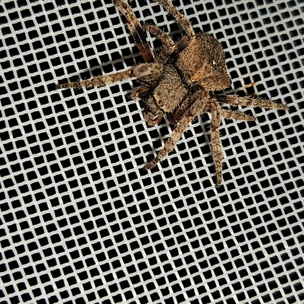 Araneus andrewsi