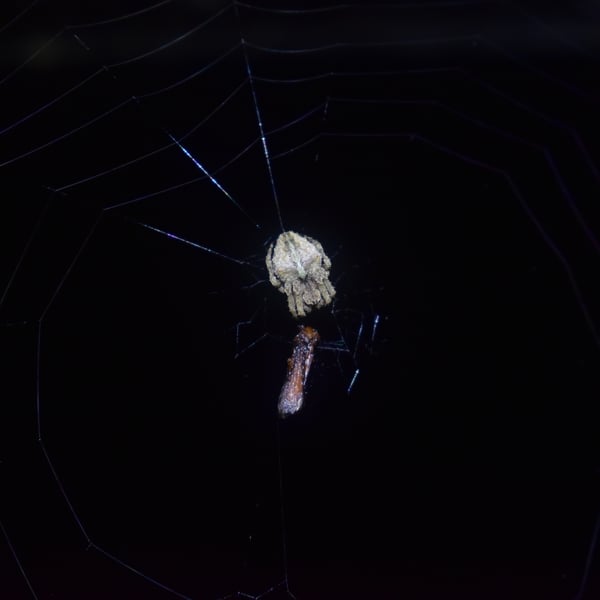 Araneus ventricosus