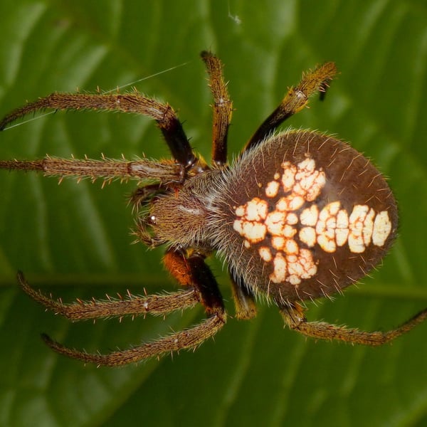Eriophora ravilla