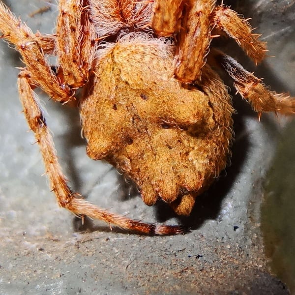 Eriophora pustulosa