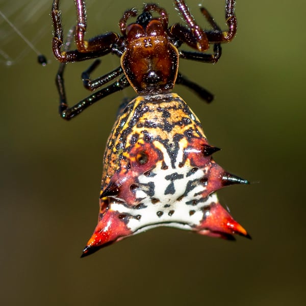 Micrathena gracilis