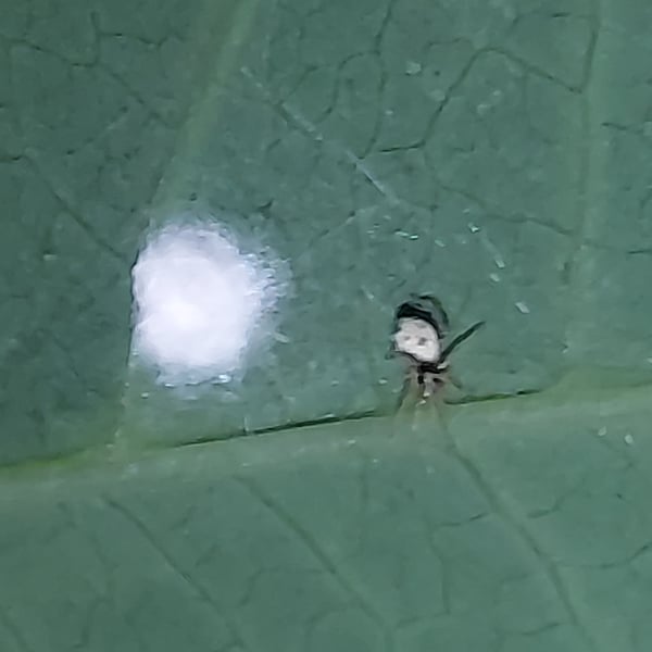 Micrathena mitrata