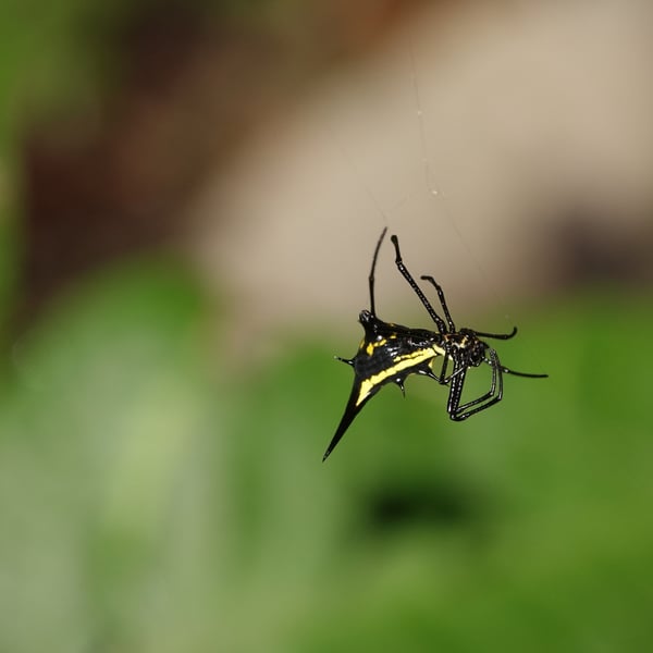 Micrathena schreibersi