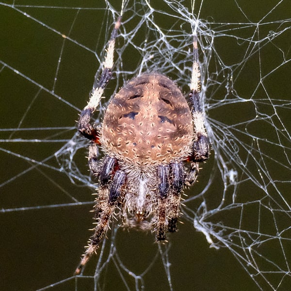 Neoscona crucifera