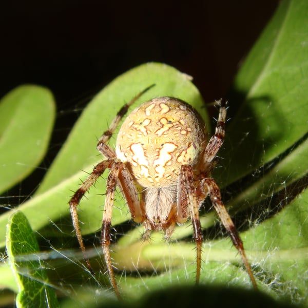 Neoscona arabesca