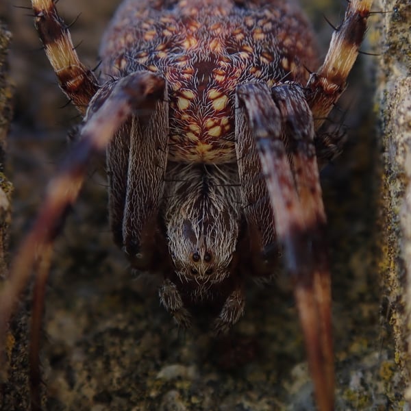 Neoscona oaxacensis