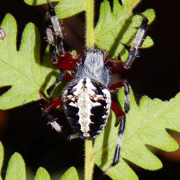 Neoscona domiciliorum