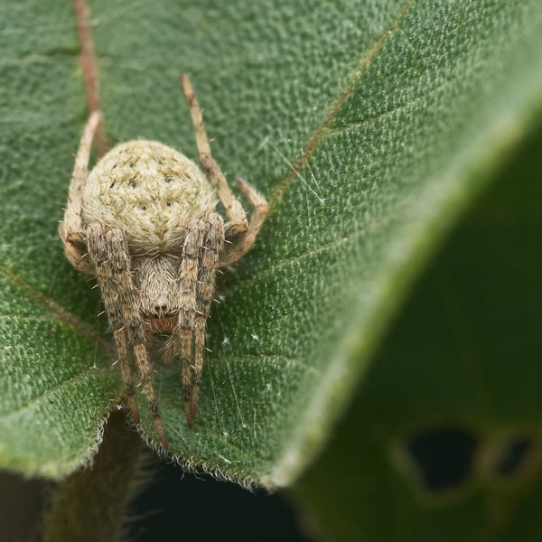 Neoscona punctigera