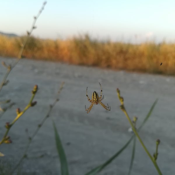 Neoscona adianta