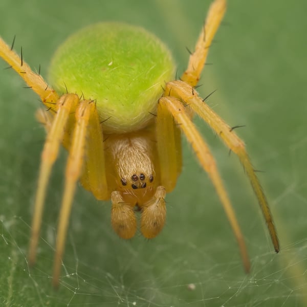 Neoscona scylloides