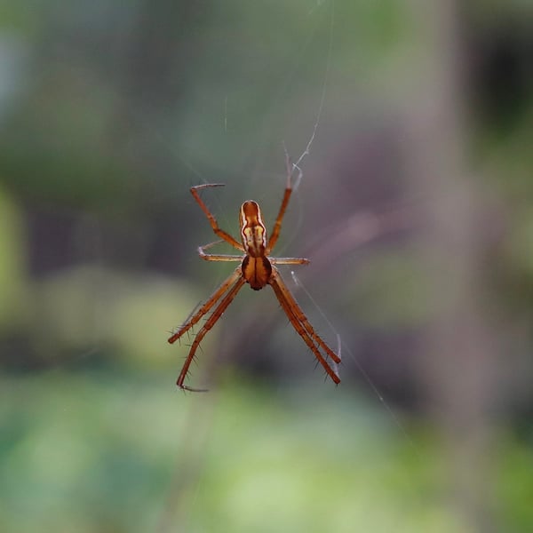 Mecynogea lemniscata