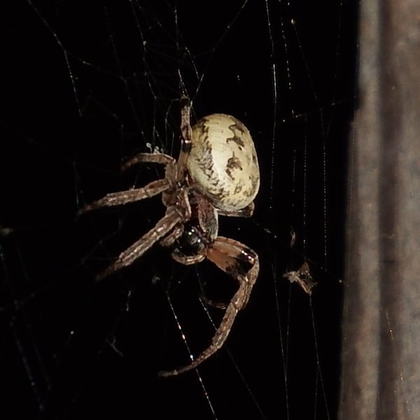 Larinioides cornutus