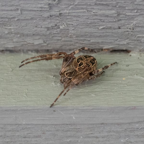 Larinioides sclopetarius