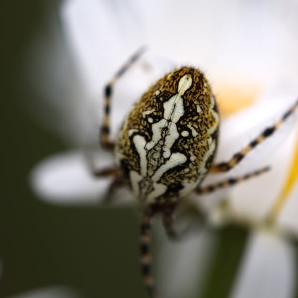Aculepeira ceropegia