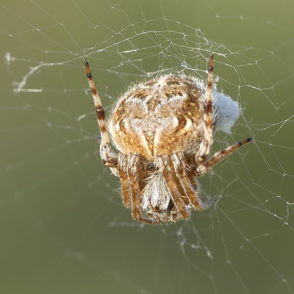 Agalenatea redii