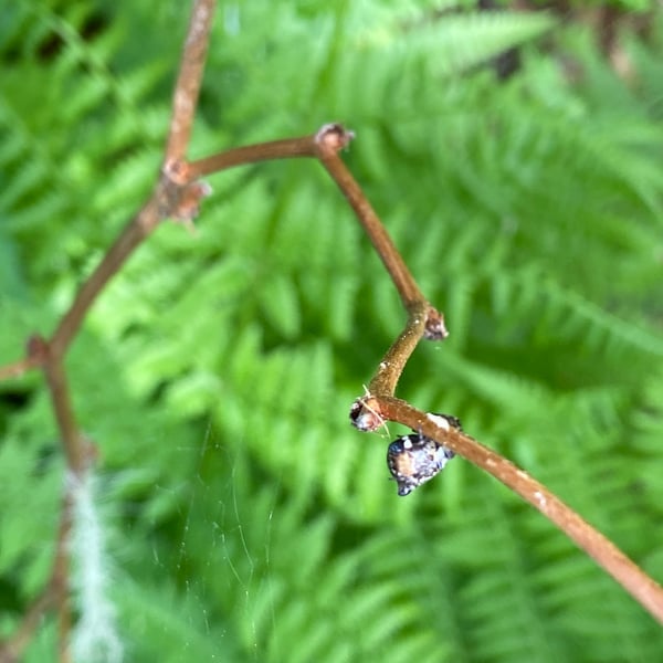 Cyclosa