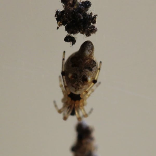 Cyclosa turbinata