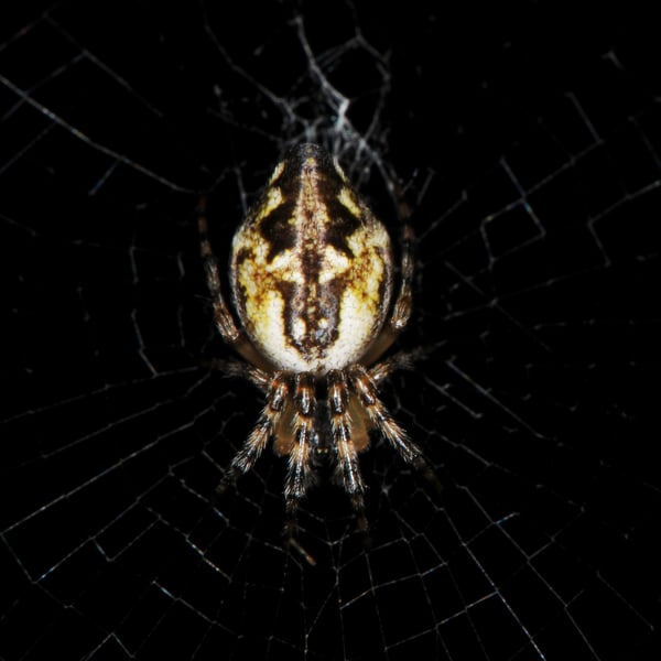 Cyclosa conica