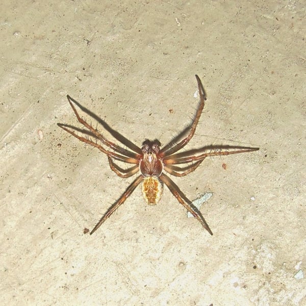 Cyclosa fuliginata