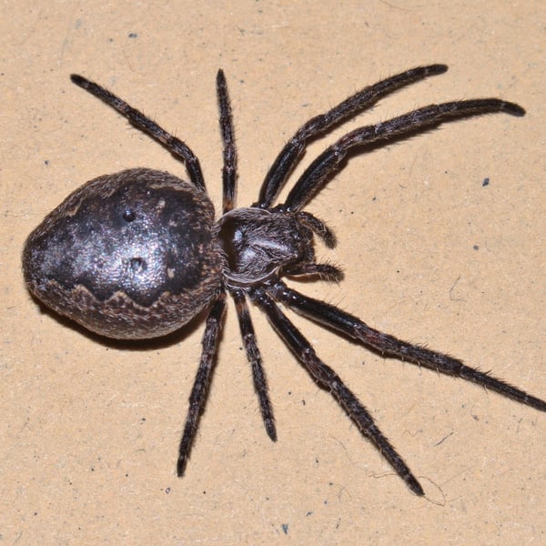 Nuctenea umbratica