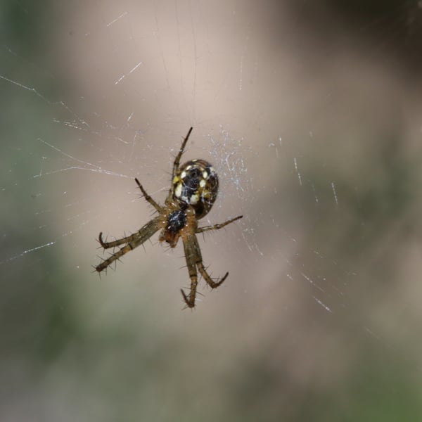 Mangora