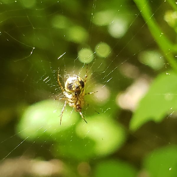 Mangora gibberosa