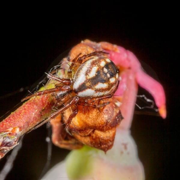 Mangora placida