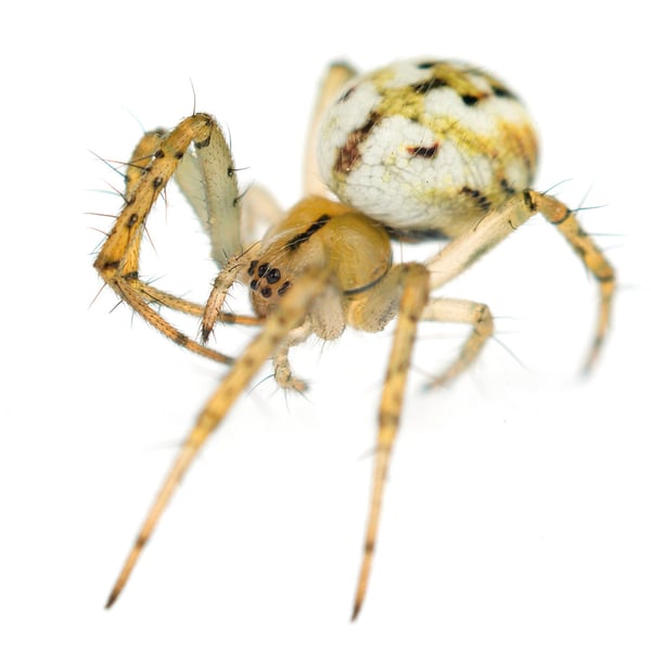 Mangora acalypha