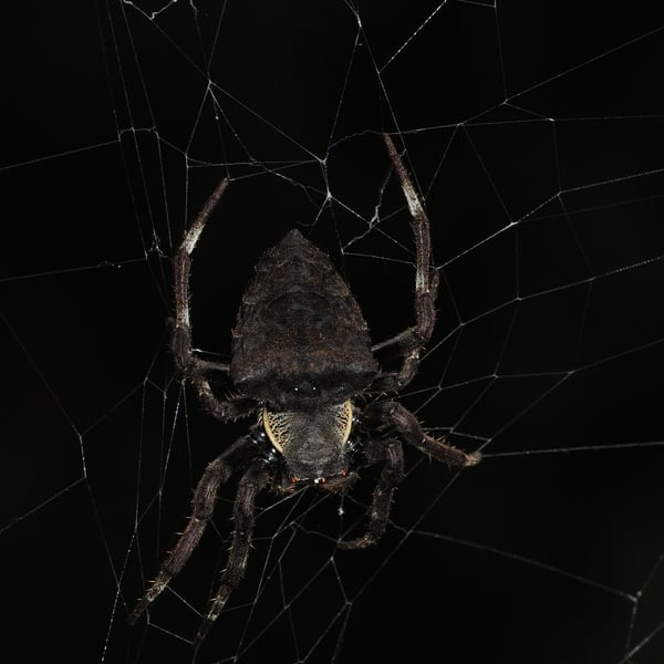 Parawixia dehaani