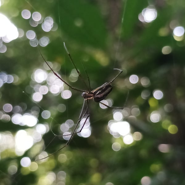 Nephila