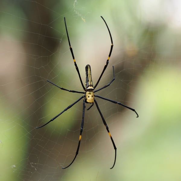 Nephila pilipes