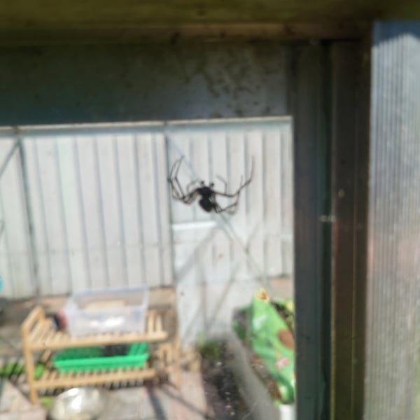 Nephilingis cruentata