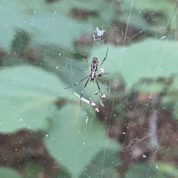 Trichonephila clavata