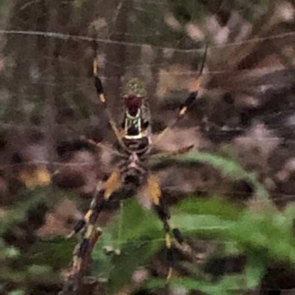 Trichonephila clavipes