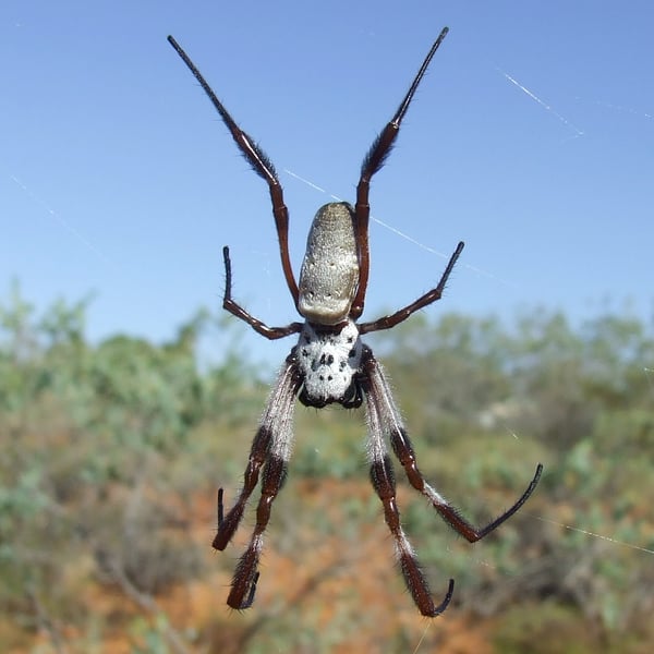 Trichonephila edulis