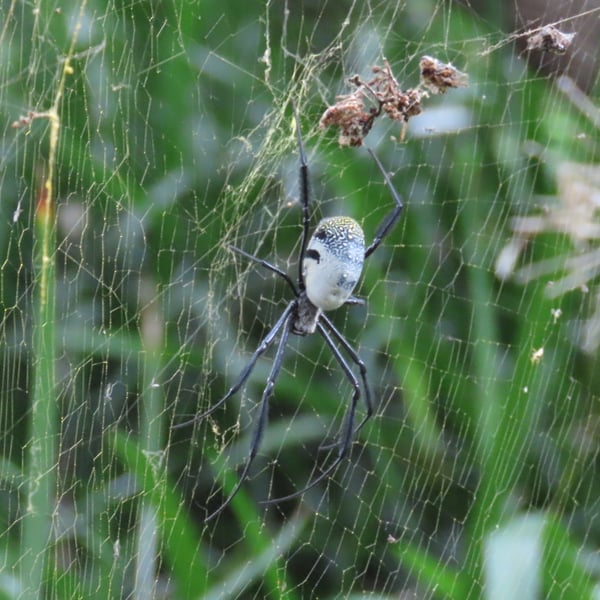 Trichonephila fenestrata