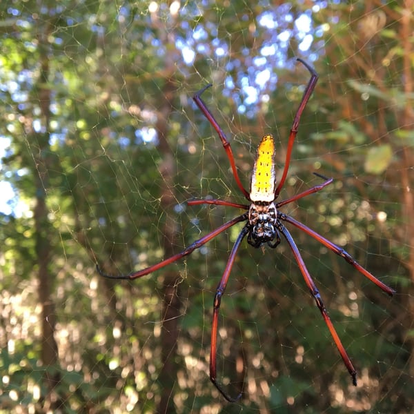 Trichonephila inaurata