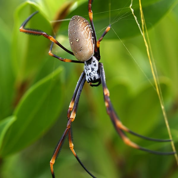 Trichonephila plumipes