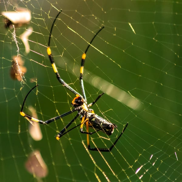 Trichonephila senegalensis