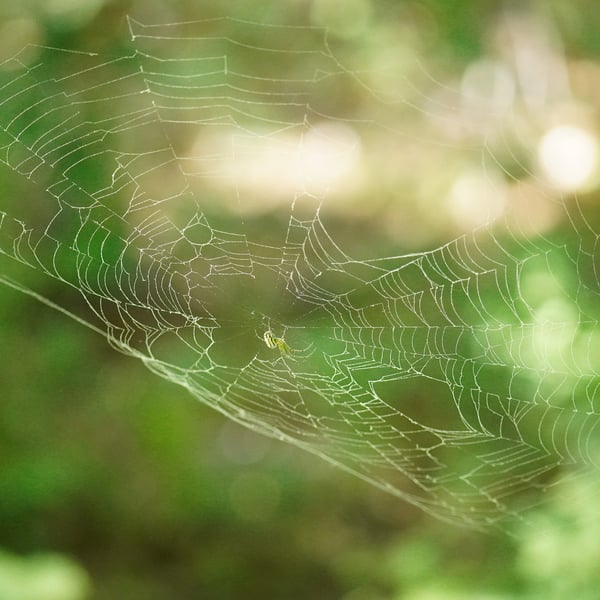 Tetragnathidae
