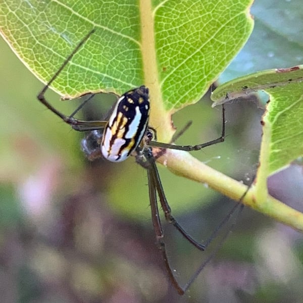 Leucauge argyra