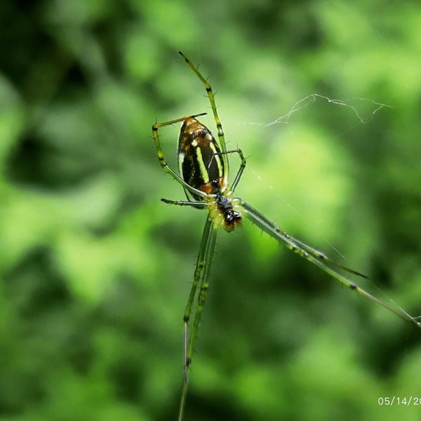 Leucauge celebesiana