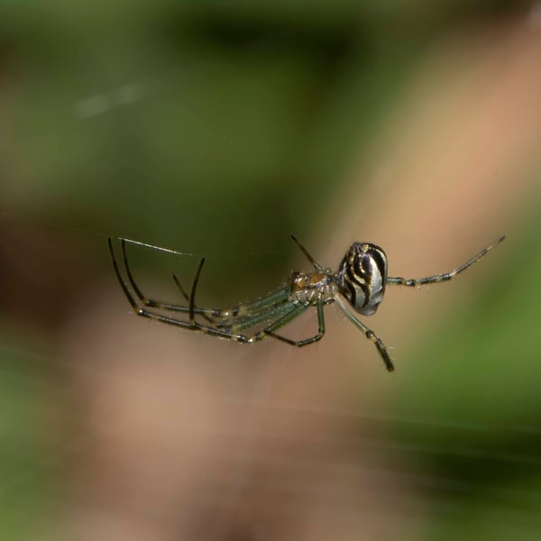 Leucauge dromedaria