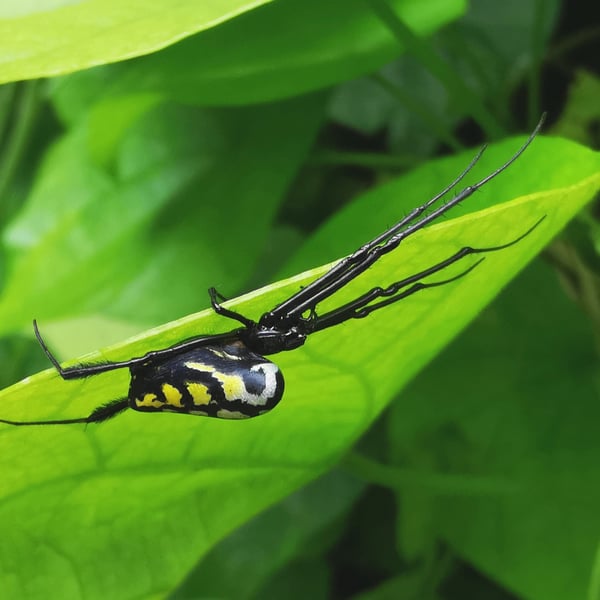 Leucauge tessellata