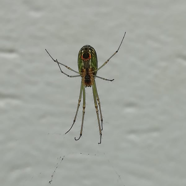 Leucauge argyrobapta