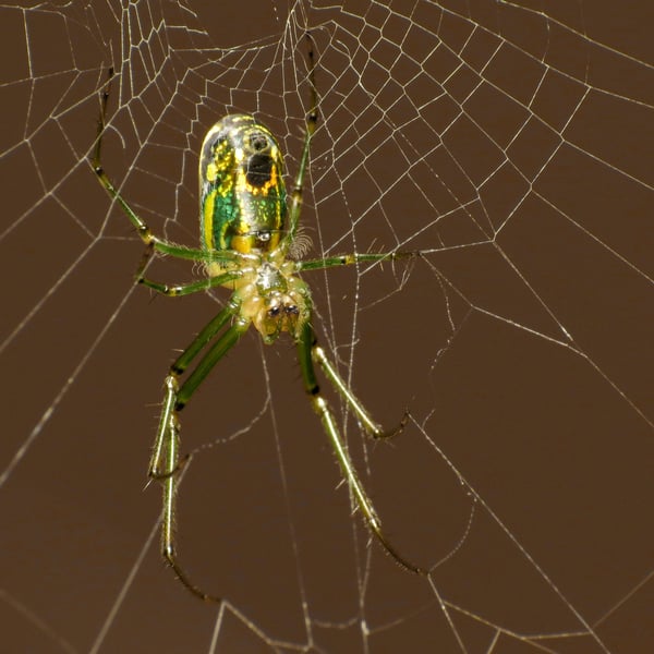 Leucauge venusta